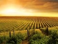 0113_circuit_des_vignobles_004