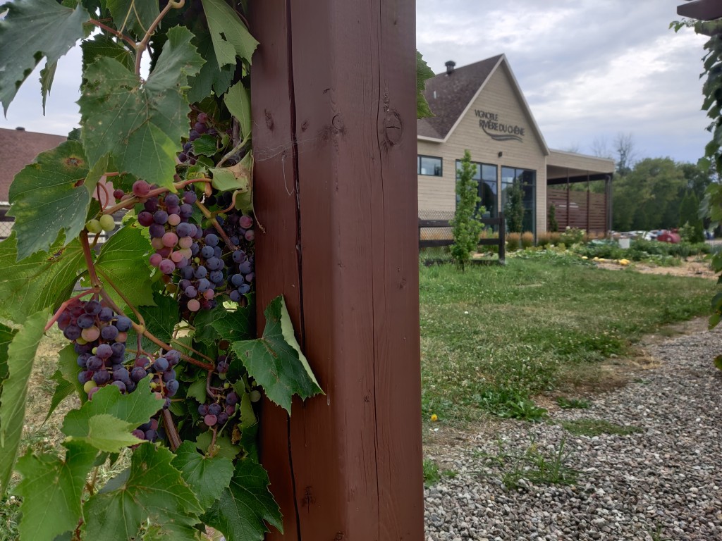 Vignoble Rivière Du Chêne #2